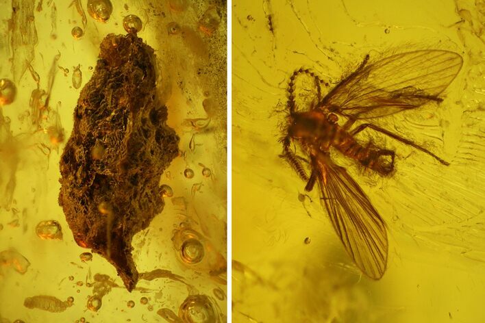Fossil Moth Fly (Psychodidae) In Baltic Amber #183645